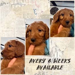 Avery - Goldendoodle puppy from Perfect Fit Poodles & Doodles
