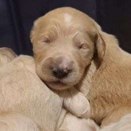 Goldendoodles from Stellar Skys