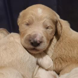 Goldendoodles from Stellar Skys