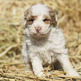 Assorted Doodle Crosses and Poodle Puppies from Denim and Diamond Doodles
