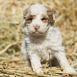 Assorted Doodle Crosses and Poodle Puppies from Denim and Diamond Doodles