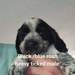 English Springer Spaniel Puppies from Savannah River Springers