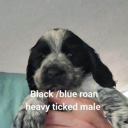 English Springer Spaniel Puppies from Savannah River Springers