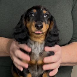 Kitten - Black and tan female Dachshund puppy in Milford, Michigan from Proud Lake Dachshunds