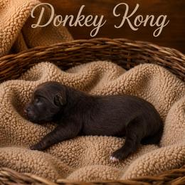 Donkey Kong - Red tri-color male Australian Shepherd puppy in Tyner, Kentucky from Lil’ Town Aussies