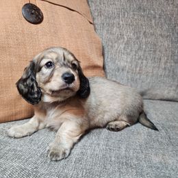 Dexter - Cream male Dachshund puppy in Lindsay, California from Lewis Creek Dachshunds