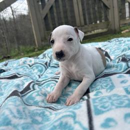Valentine - White and fawn female Whippet puppy in Oneida, Tennessee from Saving Grace
