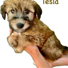 Tesla - Soft Coated Wheaten Terrier puppy from Valleydayle Doodles and Wheatens