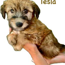 Tesla - Soft Coated Wheaten Terrier puppy from Valleydayle Doodles and Wheatens