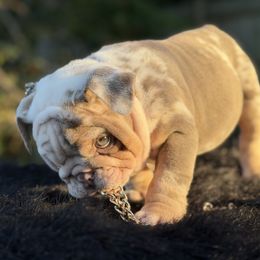 Mr Theo - Lilac tri-color male Bulldog puppy in Rockledge, Florida from BV Bulldogs