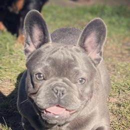 Bulldogs from Authentic Bullys