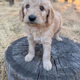 Cedar - Apricot male Goldendoodle puppy in Redding, California from O’Hara  Doodles