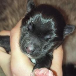 NessaRose - Sable and white female Siberian Husky puppy in Richland, Mississippi from Feazell’s Siberian Huskies