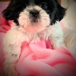 Sugar - Blue and white female Shih Tzu puppy in Tallahassee, Florida from Bows and Bow Ties