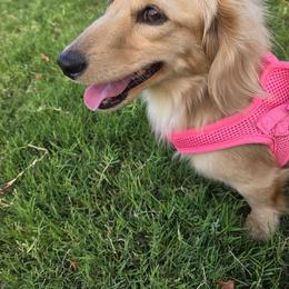 Mabel - Dachshund