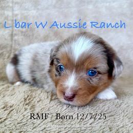 Uriah - Red merle female Miniature Australian Shepherd puppy in Midway, Texas from L Bar W Aussie Ranch
