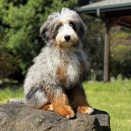 Australian Mountain Doodles and Bernedoodles from Blue Skye Doodles