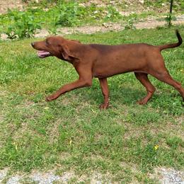 Pup1 - Red female Redbone Coonhound puppy in Free Hill, Tennessee from Copelands TN Redbones
