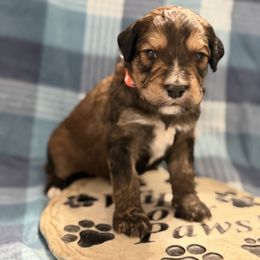 Gunner - Tri-color male Bernedoodle puppy in Phelan, California from PuppyPaws4U