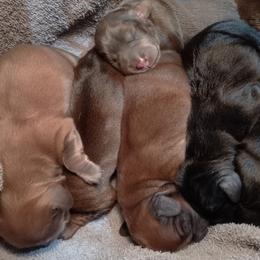 Dachshunds from Happy Tails Dachshunds