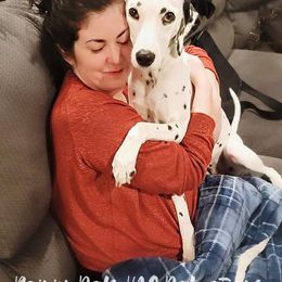 Dalmatian Puppies from Rainier DALS LUA Dalmatians of Washington