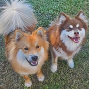 Finnish Lapphunds from Seahaven Finnish Lapphunds