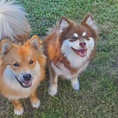 Finnish Lapphunds from Seahaven Finnish Lapphunds