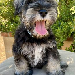 Giant Schnauzer and Miniature Schnauzer Puppies from My Angel Schnauzers