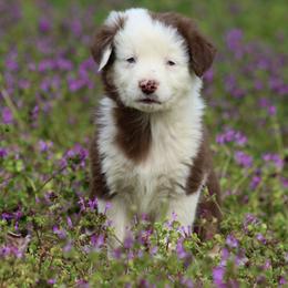 Pompompurin - Red tri-color male Australian Shepherd puppy in Star City, Arkansas from Blush & Lace Aussie Co.