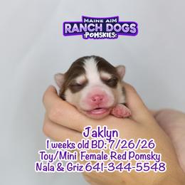 Jaklyn - Red and white female Pomsky puppy in Humeston, Iowa from M.A.R. Dogs