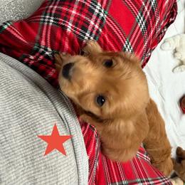 Gizmo - Red male Dachshund puppy in St Johns, Arizona from Glamorous Doxies