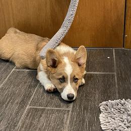 "Ziggy" Pembroke Welsh Corgi Puppies from Gotta Chase Em All Corgis