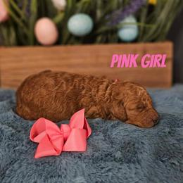 Pink - Red  female Goldendoodle puppy in Haughton, Louisiana from Bailey’s Cajun Canines