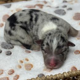 Boy 4 - Blue merle male Australian Shepherd puppy in Volant, Pennsylvania from Addie's Aussies