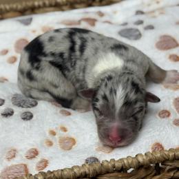 Boy 4 - Blue merle male Australian Shepherd puppy in Volant, Pennsylvania from Addie's Aussies