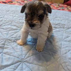 Boy 1 - Parti Miniature Schnauzer puppy in Huron, Tennessee from Wilma's Paw-Paw Patch