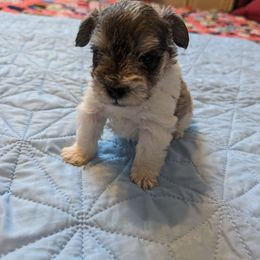Boy 1 - Parti Miniature Schnauzer puppy in Huron, Tennessee from Wilma's Paw-Paw Patch