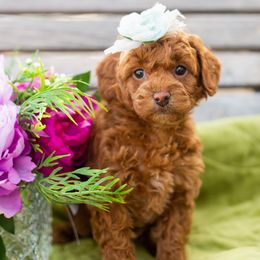 Girl 2 - Red  Goldendoodle puppy in Riverton, Utah from Utah Doodlebug