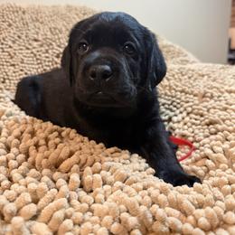 Red Girl - Black female Labrador Retriever puppy in North Pole, Alaska from Mulberry Retrievers