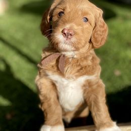 Australian Labradoodle Puppies from Cascade Canyon Labradoodles