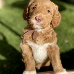 Australian Labradoodle Puppies from Cascade Canyon Labradoodles