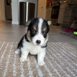 Cocoa - Black and tan female American Corgi puppy in Register, Florida from Southern Georgia Corgi Loafs