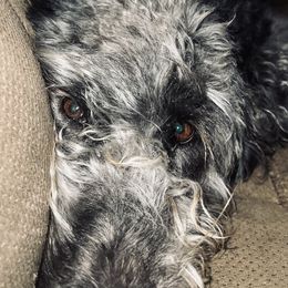 Fifi - Labradoodle