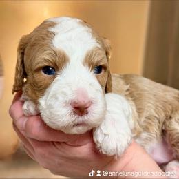 Jade - Phantom female Goldendoodle puppy in Great Falls, Montana from AnneLuna Goldendoodles