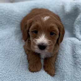 Copper - Red  male Goldendoodle puppy in Kansas City, Kansas from Bella & Ivy’s Mini Goldendoodles of KC