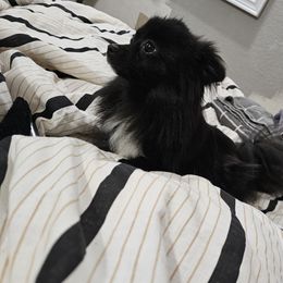 Twinkle - Pomeranian