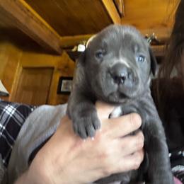 Aires - Gray male Cane Corso puppy in El Dorado, Arkansas from Lower Arkansas Cane Corso