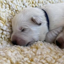 Boy 5 - White male German Shepherd puppy in Bexar County, Texas from Scenic Creek German Shepherds and White Swiss Shepherds
