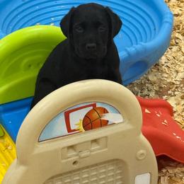 Boy 4 green collar - Black male Labrador Retriever puppy in Ledyard, Connecticut from Outback Stables