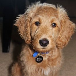 Goldendoodles, Golden Retrievers, and Poodles from Doodles at Dewey Acres